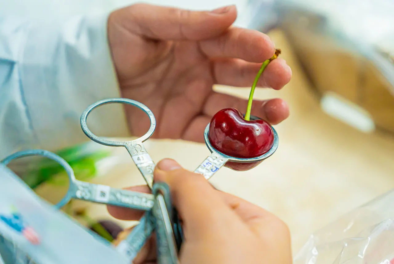 A cherry being measured with a calibre gauge on the quality control line