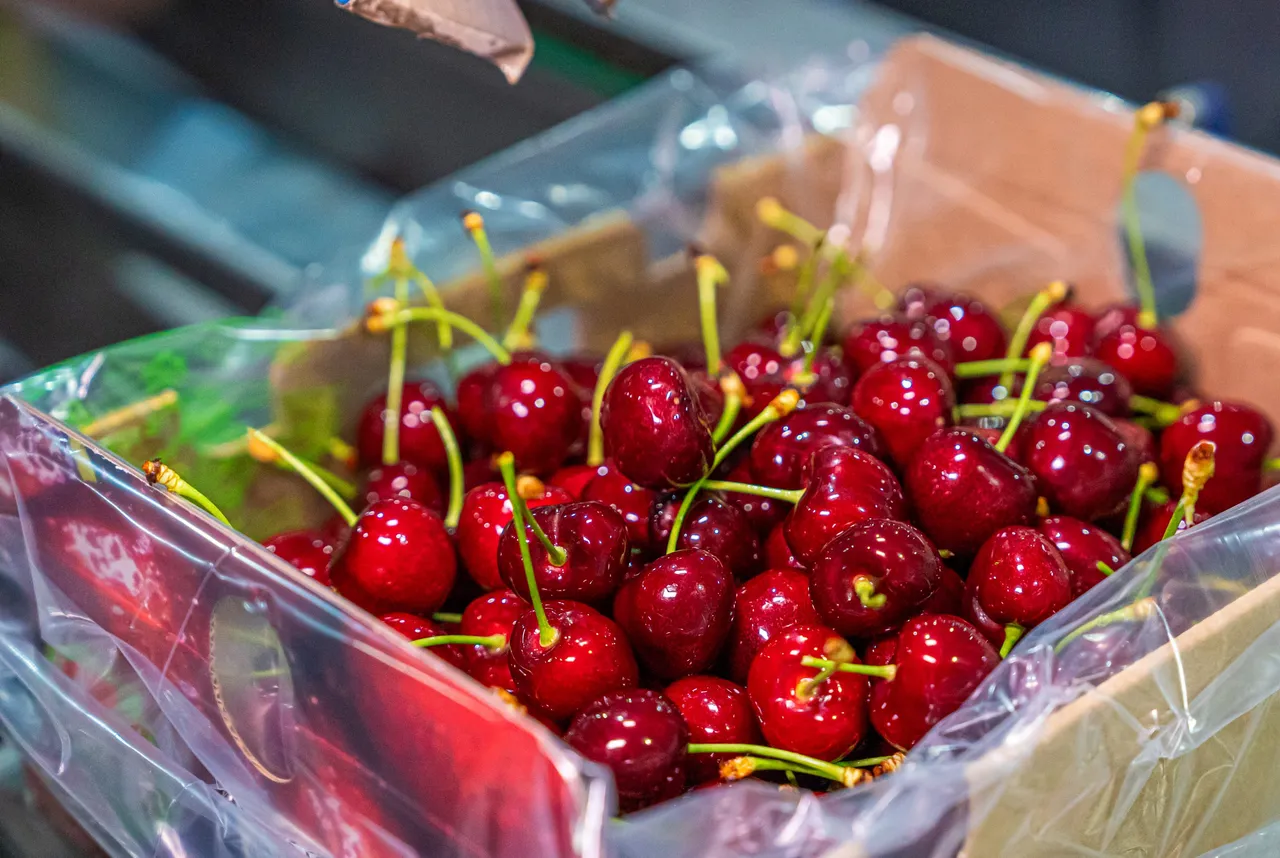 Cherries packed in a box with a modified-atmosphere liner