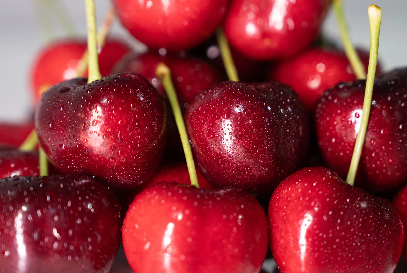 Freshly washed red cherries with water droplets on the skin