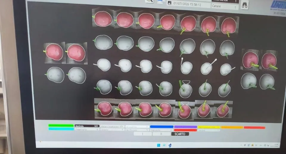 Pantalla del selector mostrando cada cereza capturada en color y en escala de grises, con el recuento de defectos por categoría