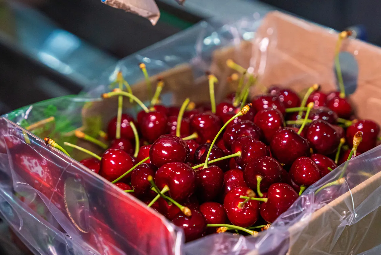Caja de cerezas embaladas y cubiertas con bolsa, lista para su despacho